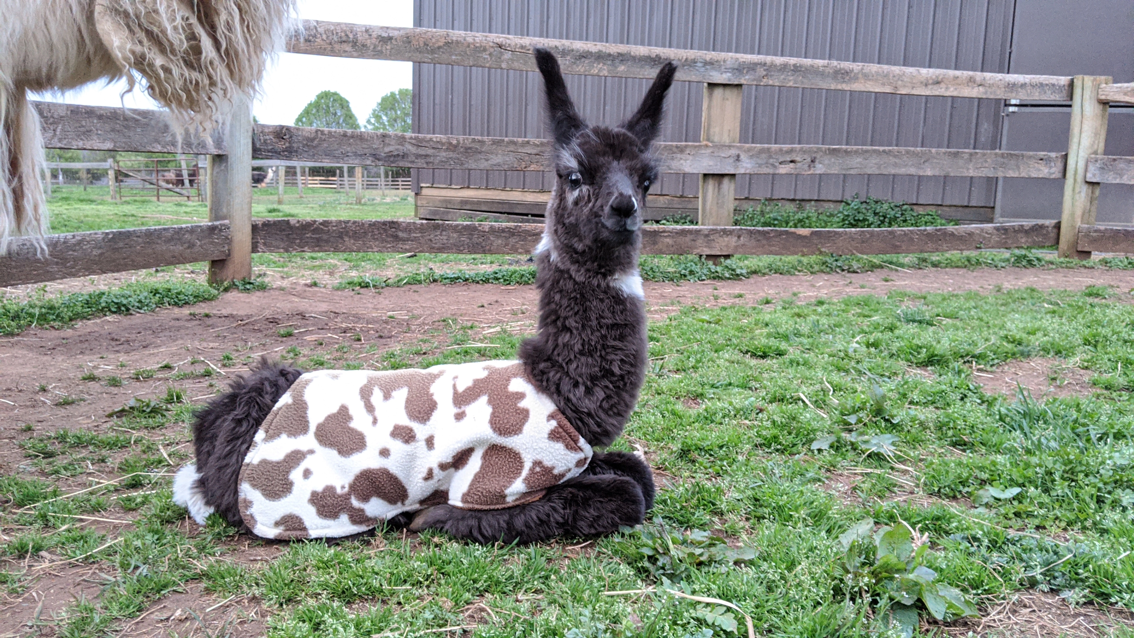 An image of a newborn llama named "OK Boomer"