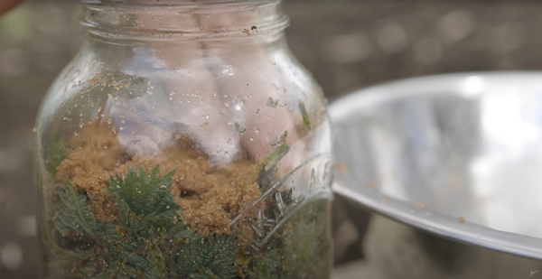A jar filled with the nettle-sugar mix