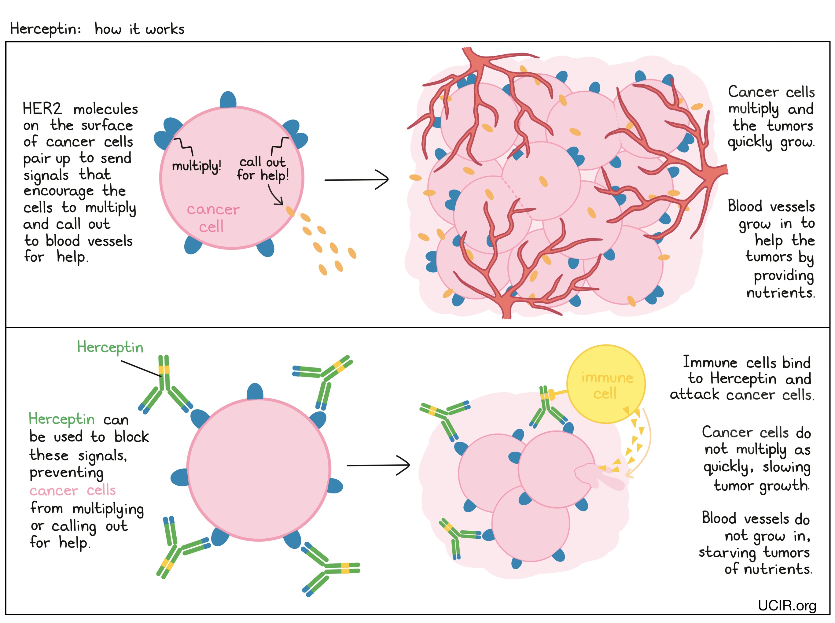 Illustration showing how Herceptin works Illustration showing how Herceptin works