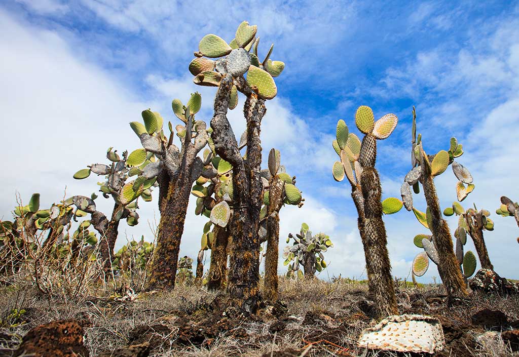 Opuntia cactus at Galapagos island