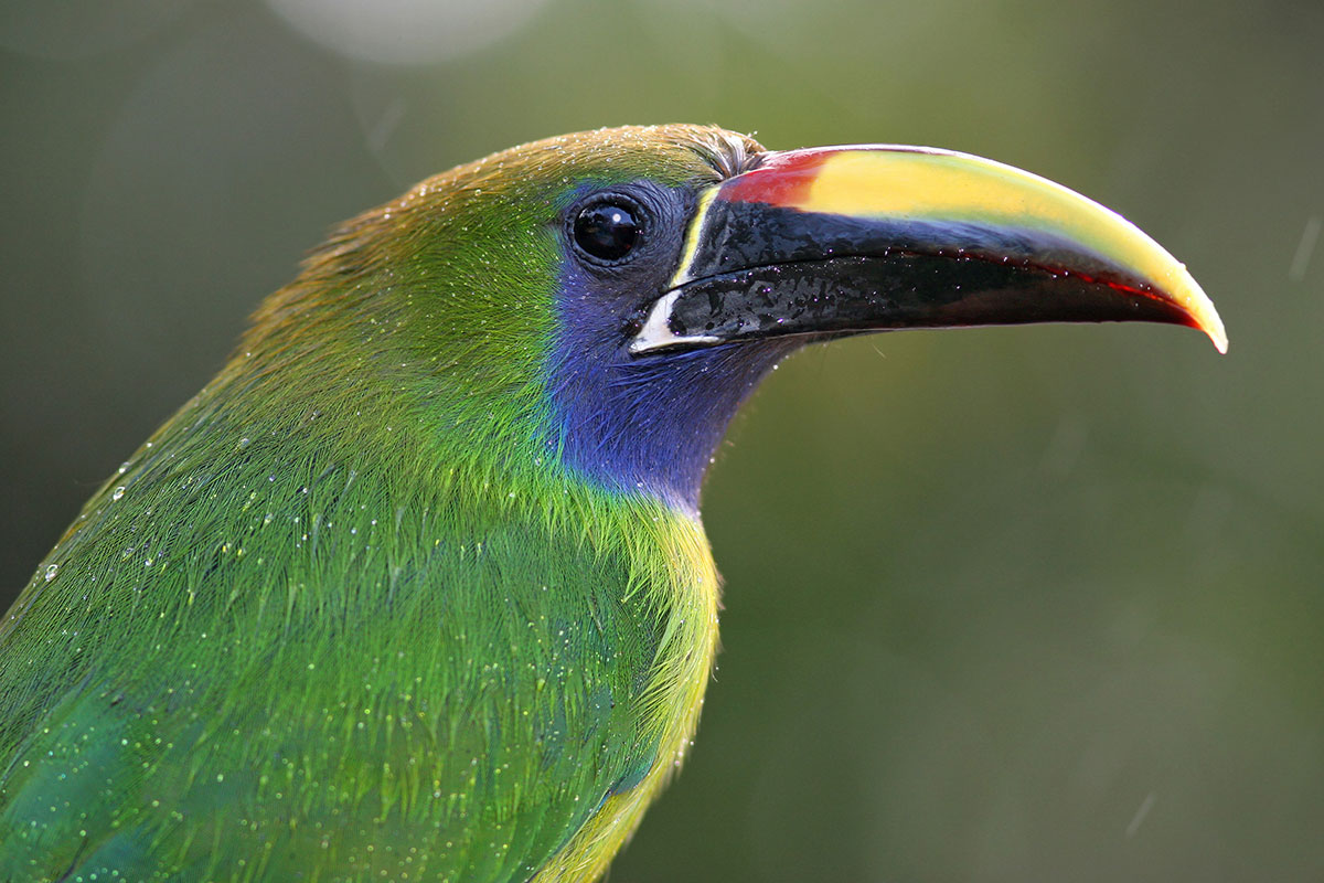 Close-up of an emerald toucanet bird.