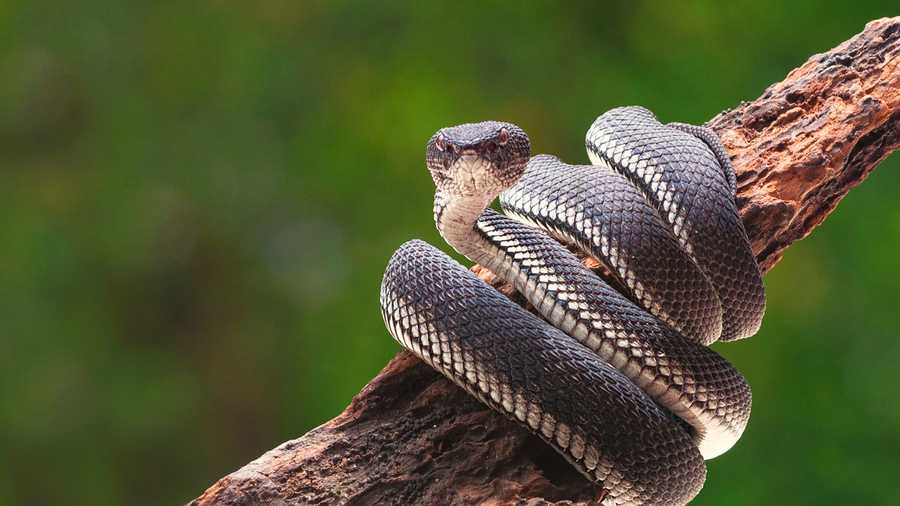 A Warning About Venomous Reptiles And Amphibians