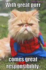 A meme with a cat in a spider man costume reading &ldquo;with great purr, comes
great responsibility&rdquo;