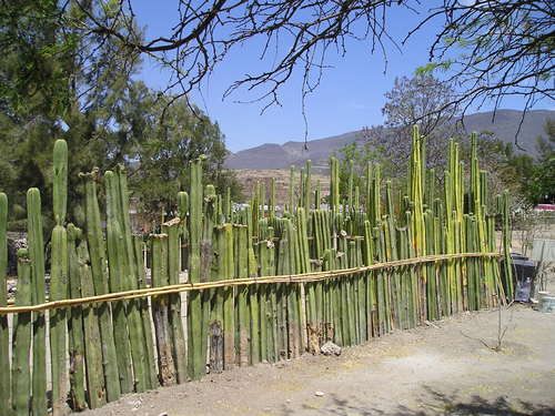 oaxaca cactus fence