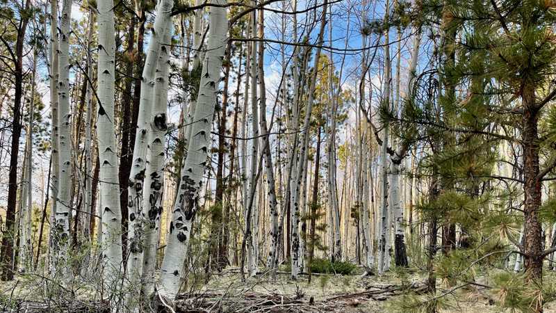A stand of aspen trees
