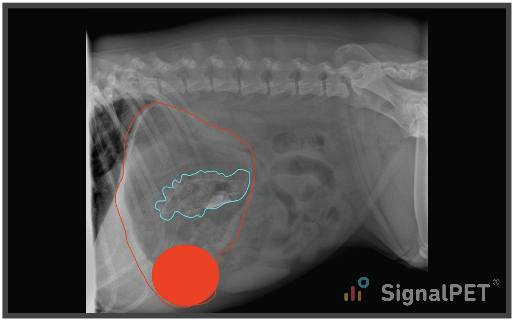 SignalPET Radiology Case of the Week | Gastrointestinal Foreign Body