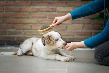 Le migliori spazzole per cani di piccola taglia (Recensioni 2022) - Featured image