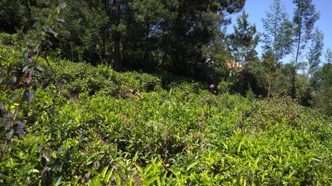 Overview of plot 68