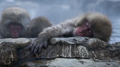 Monkeys sleeping in warm water during freezing markets conditions