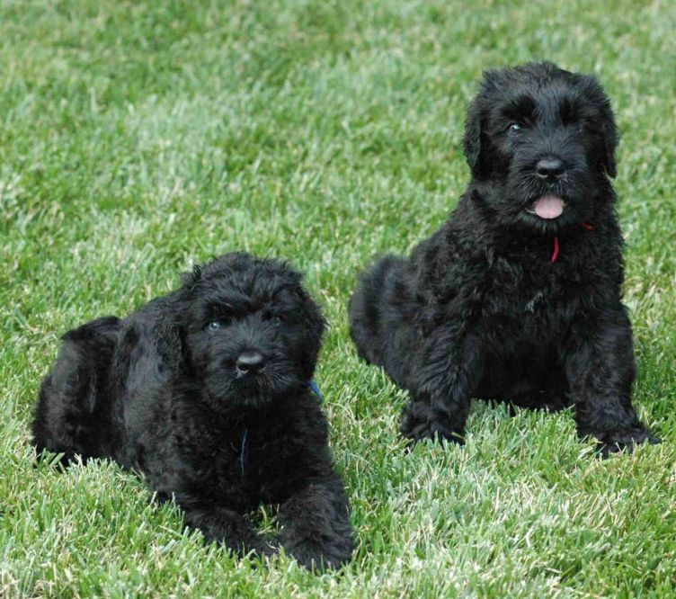 two black russian terriers