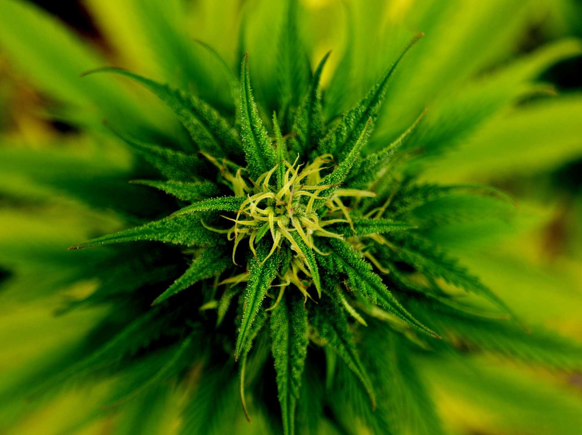 Cannabis Plant Flowers