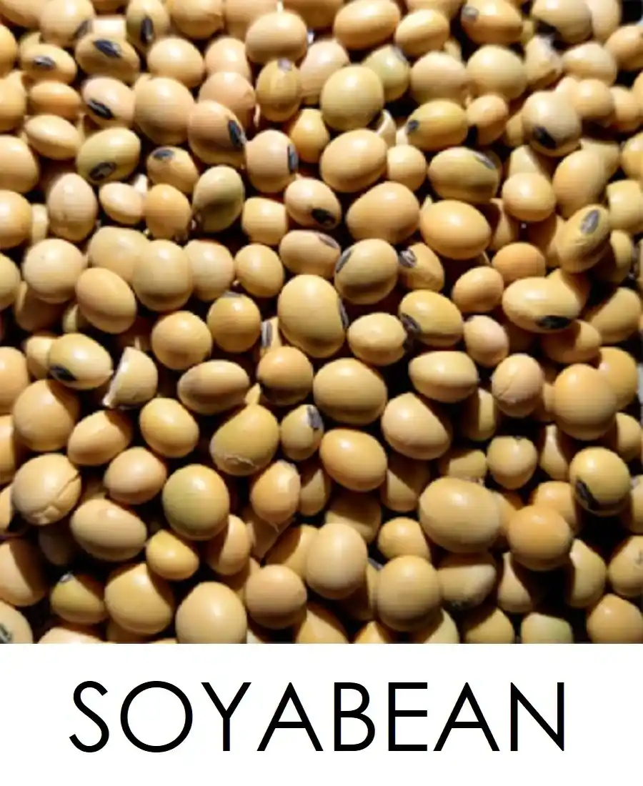 Soyabean Soya bean