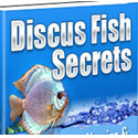 Discus Fish Secrets