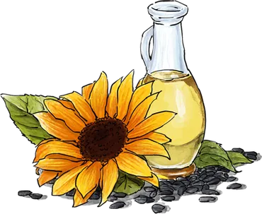 Illustration of Sunflower Oil