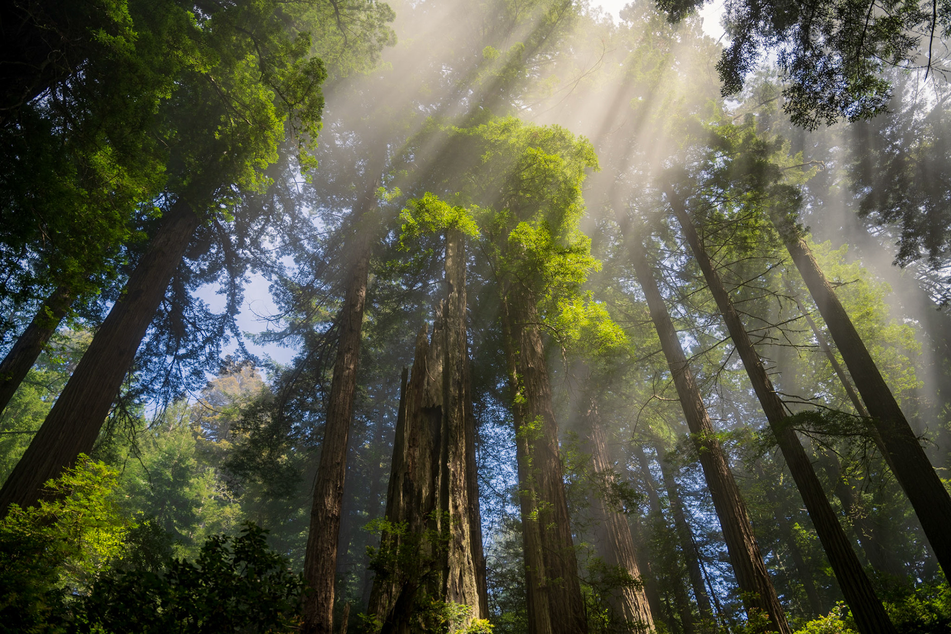 Forest trees in thick mist