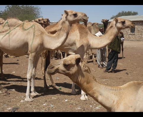 Somalia Camel Market 14