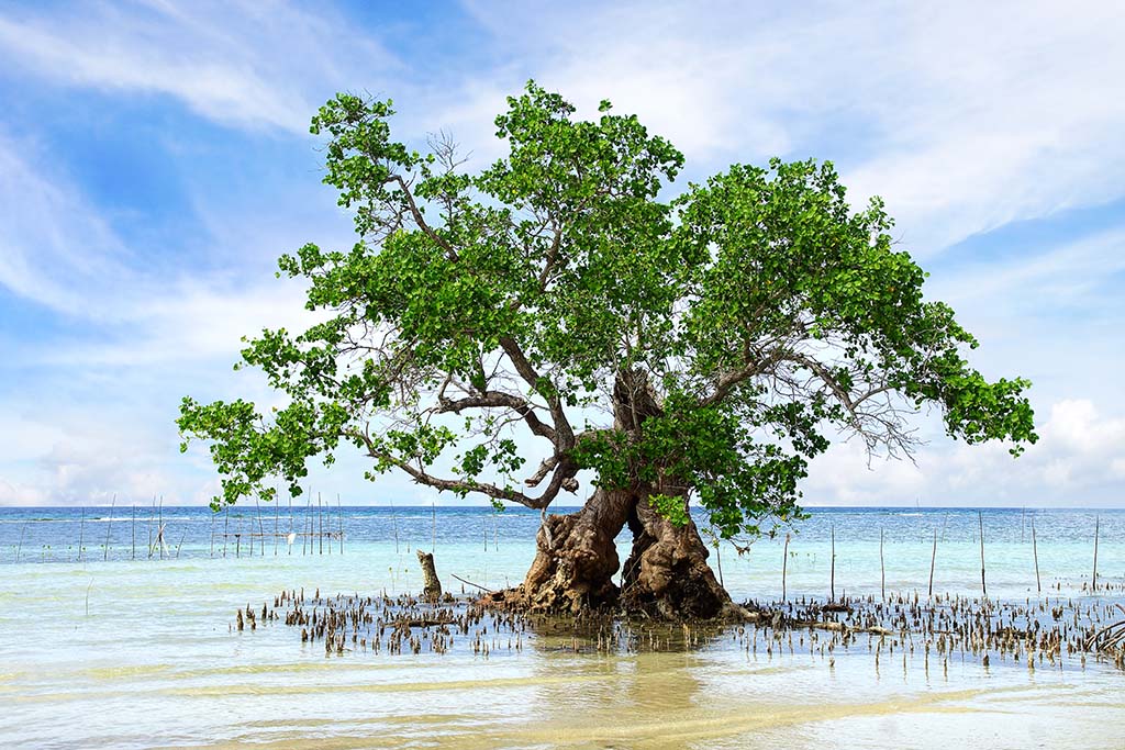 Giant Mangrove Tree