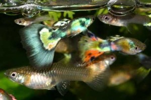 Freshwater Guppy Care - 20 Tips To Keep Them Healthy