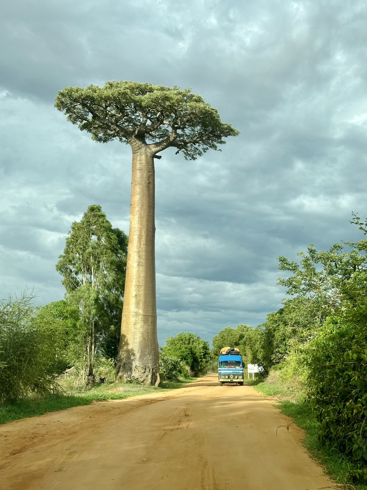 Baobab and car