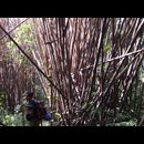 Laos Jungle 14