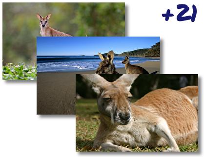 Kangaroo theme pack