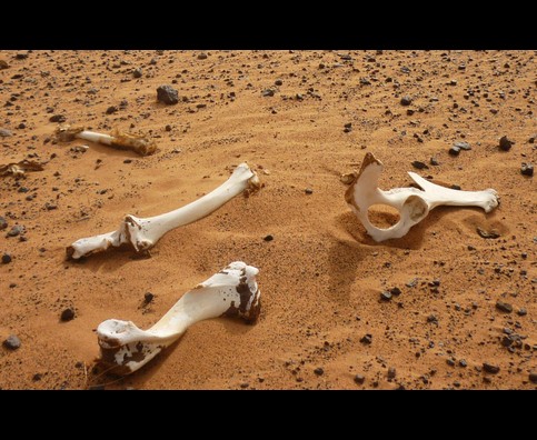 Sudan Desert Walk 3