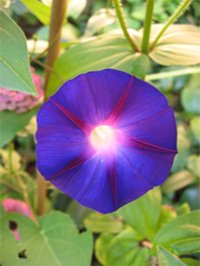 Blaue Winde (Blume)