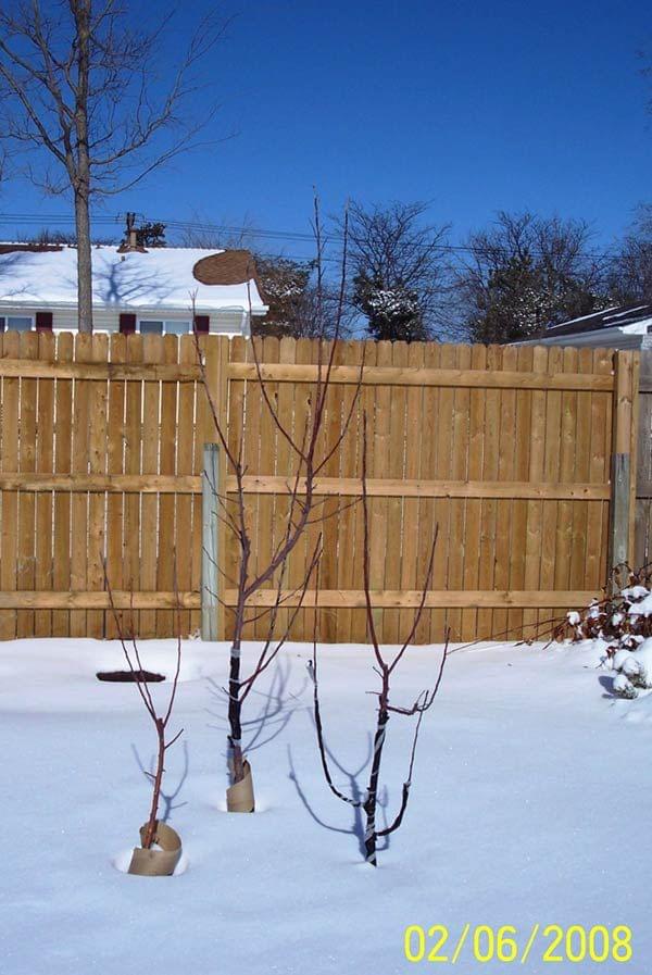 MultiPlanting Dave Wilson Nursery