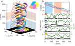 Collective Motion of MDA-MB-231 Breast Cancer Cells