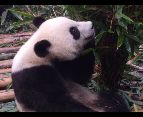 China Pandas 22