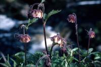 A group of Water Avens flowers