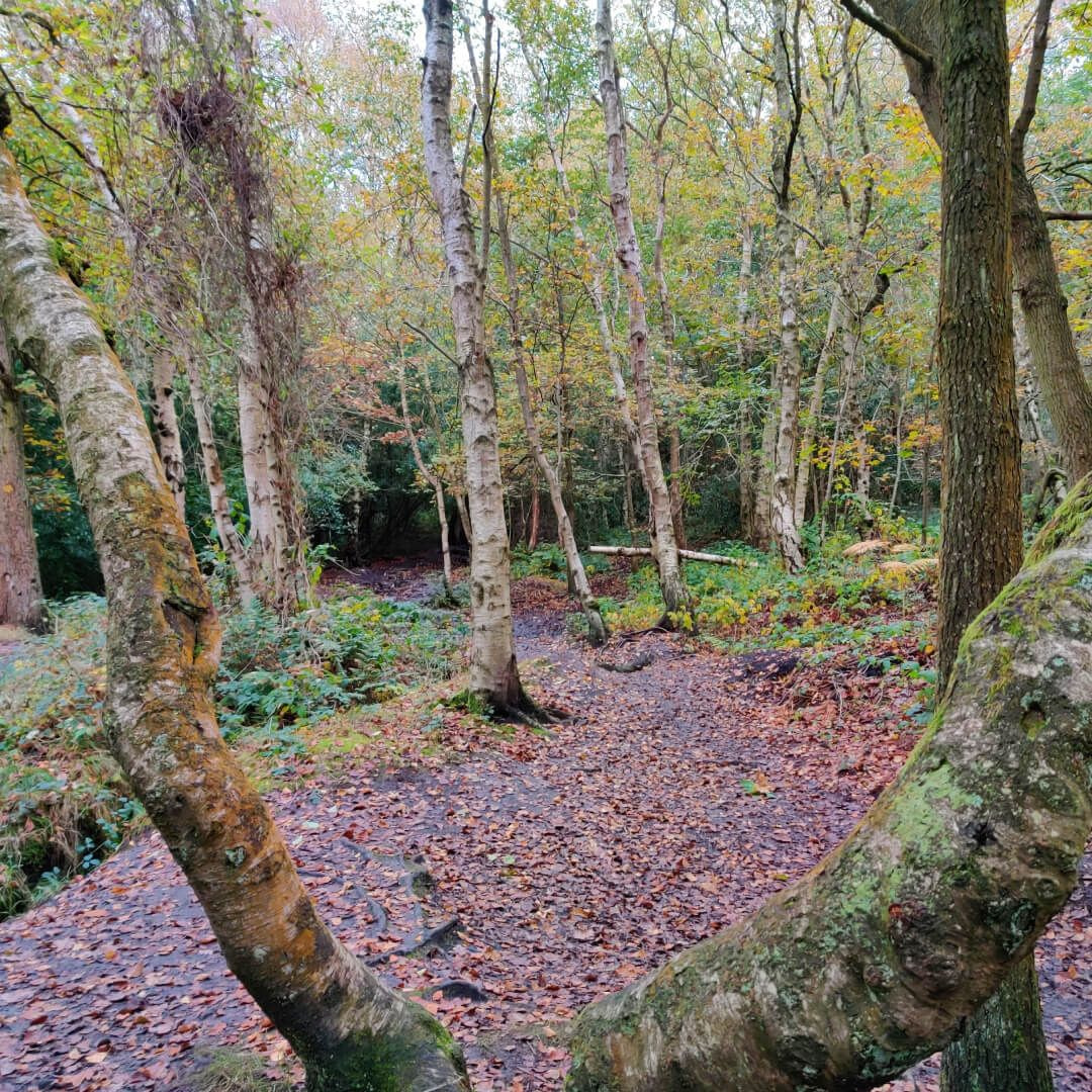 Adel Woods Discover Leeds