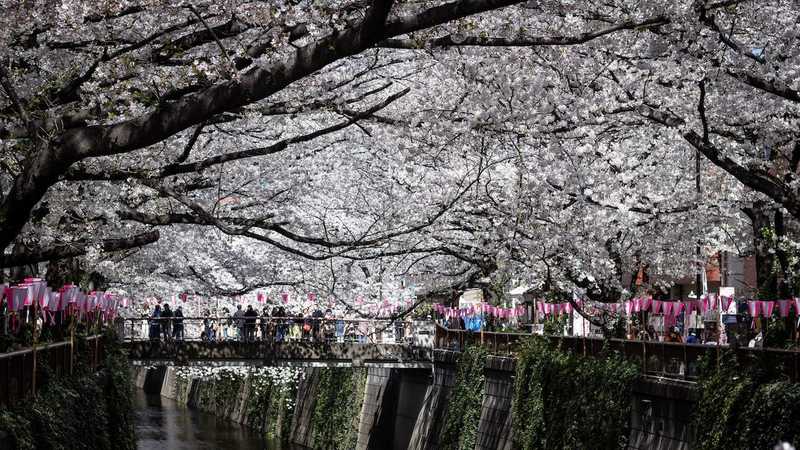 目黒川の桜