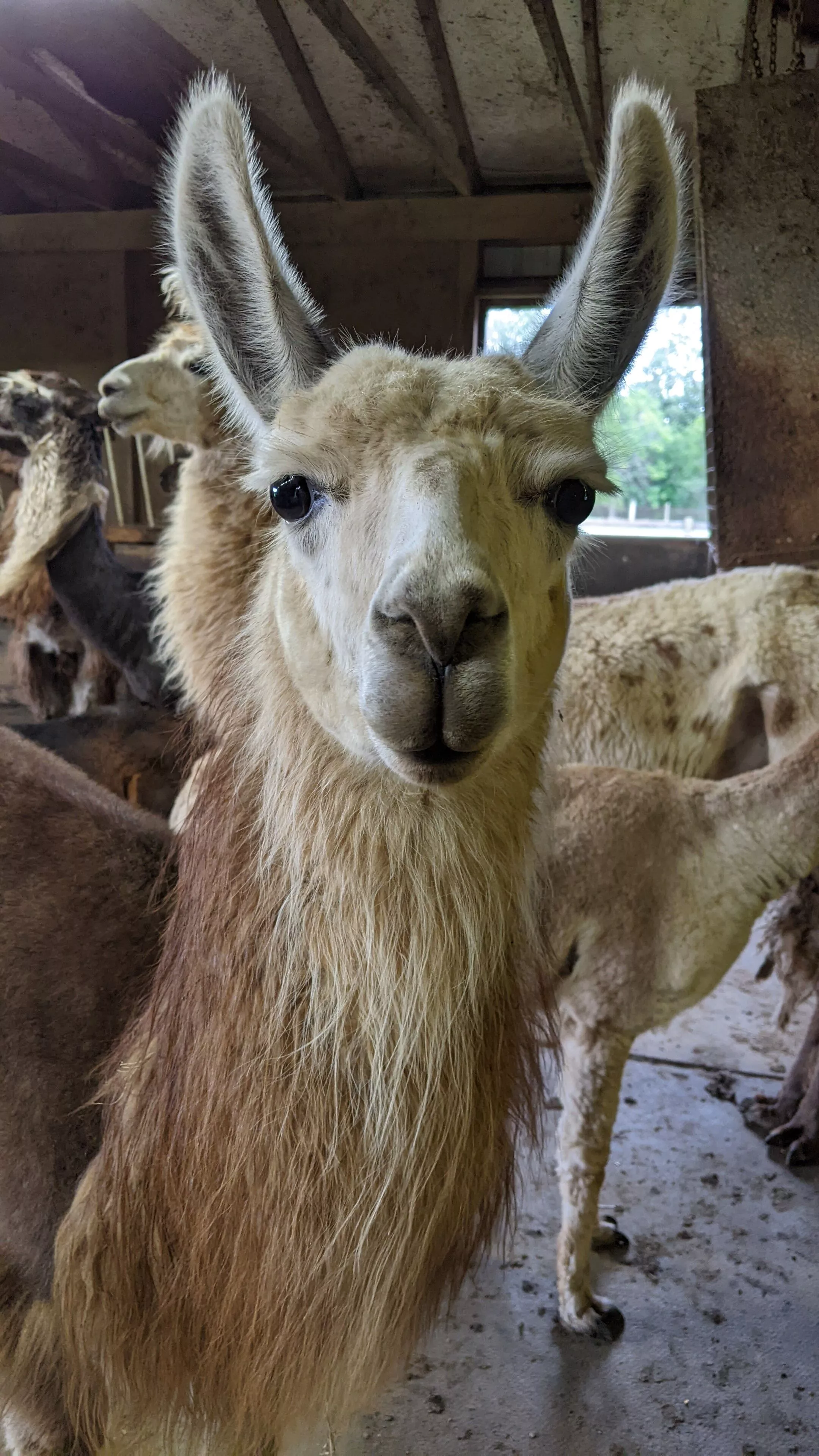 An image of a llama named Lottie inside a barn