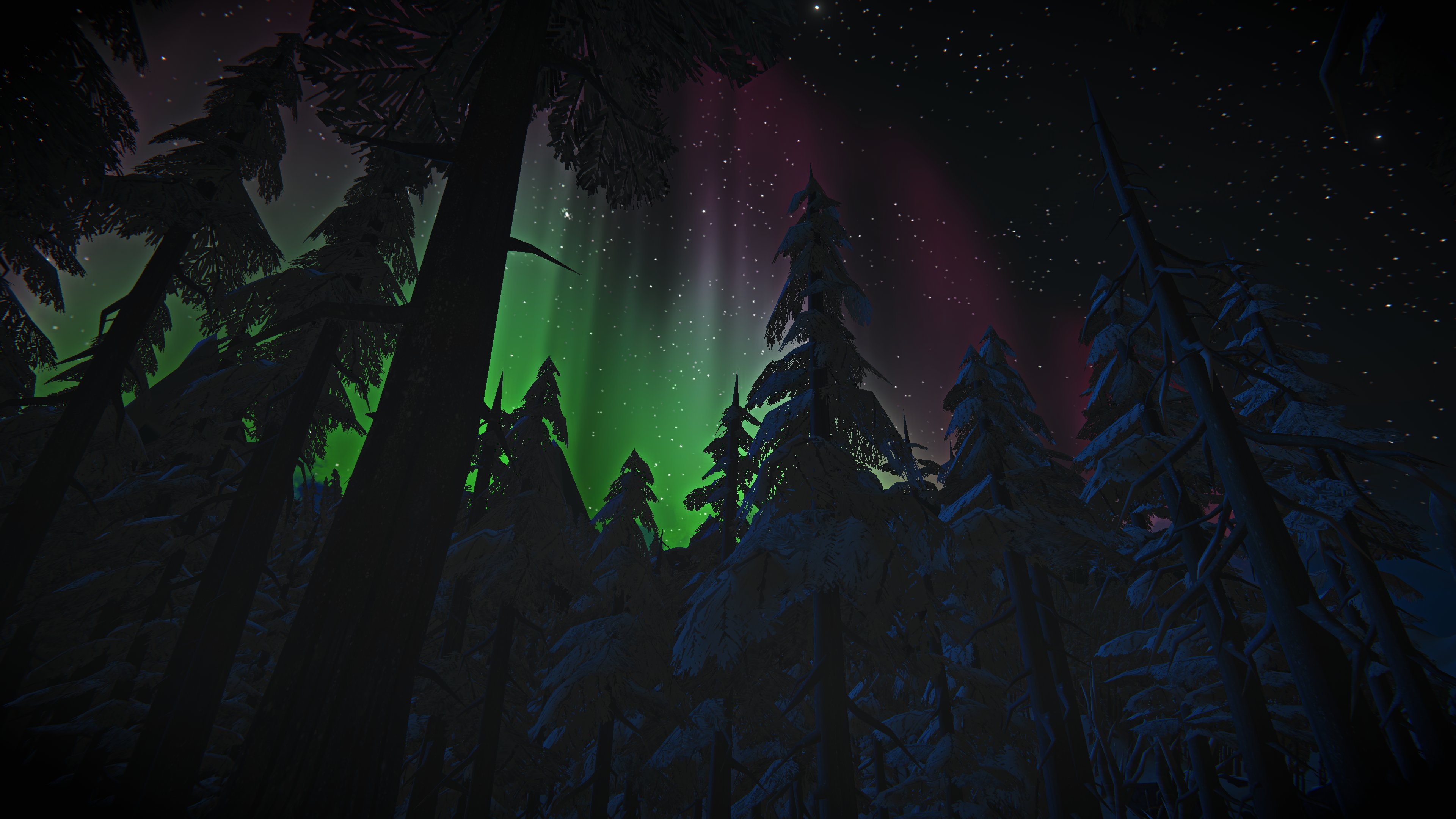 Looking up at the green and purple aurora borealis amid tall tress in a forest.