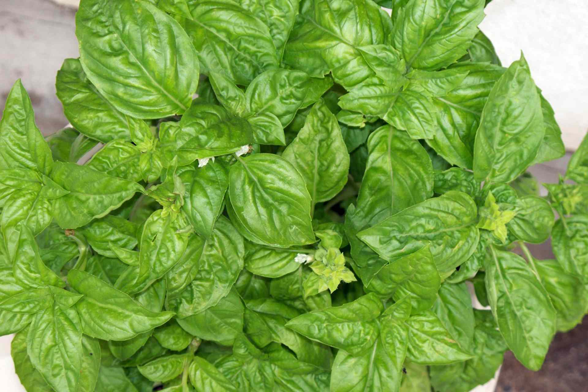 Basil plant