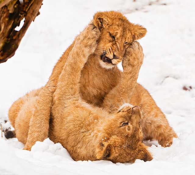Lion cubs fighting