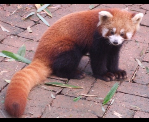 China Red Pandas 2