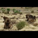 Ethiopia Baboons 15