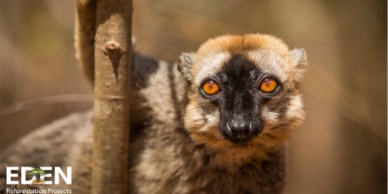 Photo: It is common to spot lemurs making the newly established planting sites their homes.