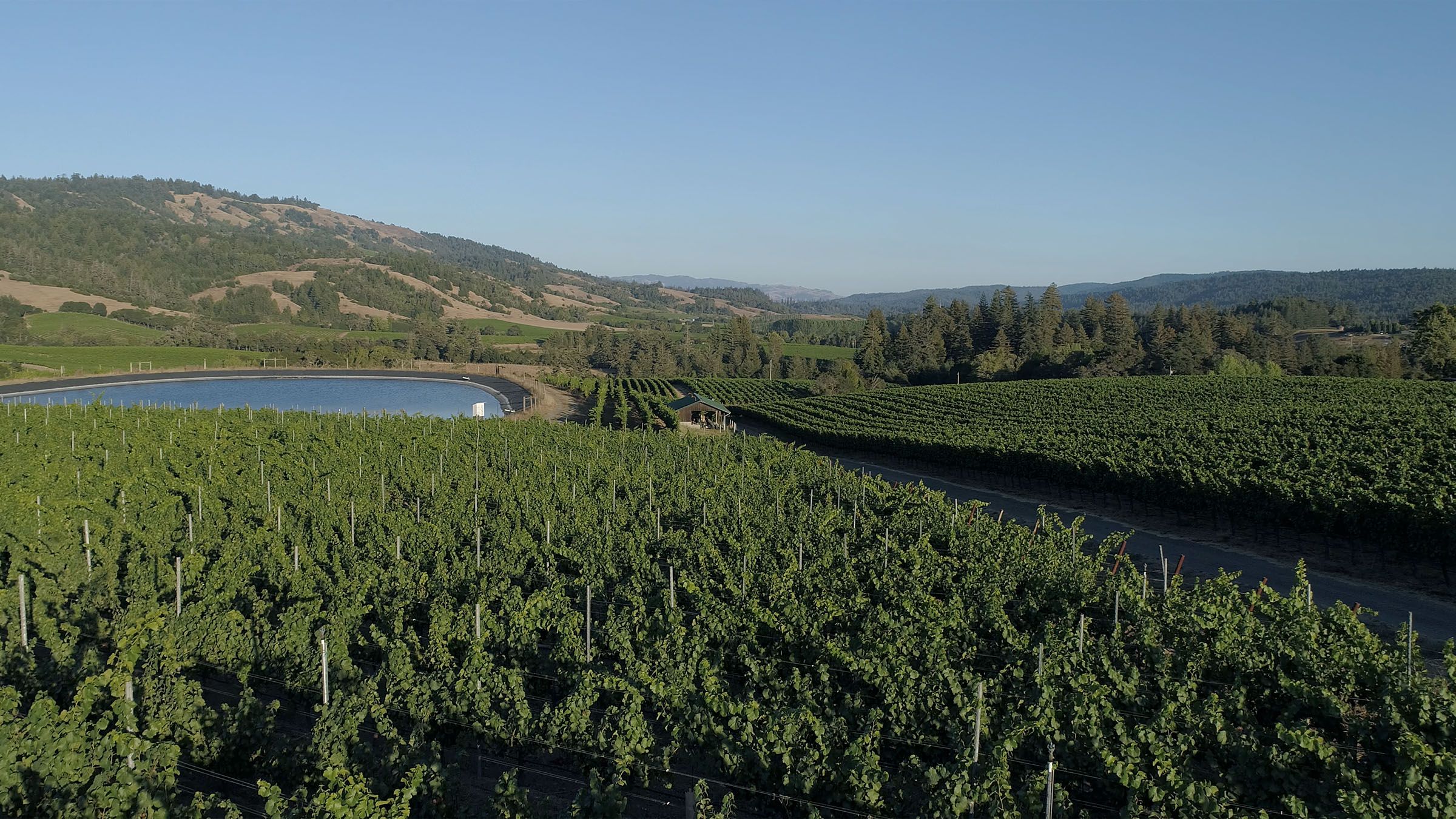 A panoramic view of the vineyard from a drone