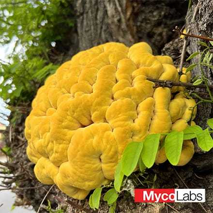 Sulphur Shelf Mushroom (Laetiporus sulphureus)