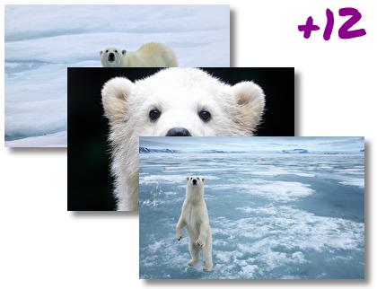 Polar Bear theme pack