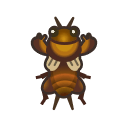 Mole Cricket