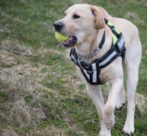 Dogs Against Drugs - Detecting and Deterring Drugs in Shetland