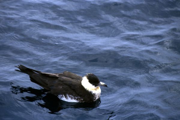 A Pomarine Skua on the water