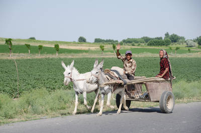 Esel sind hier ein ernsthaftes Transportmittel