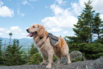 How to Choose the Right Hike for your Dog