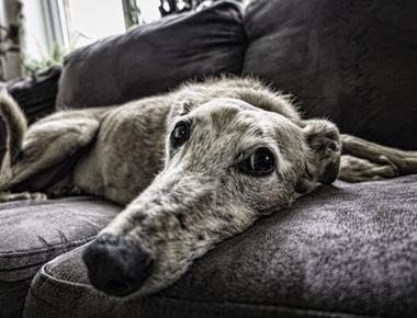 Dog Always Takes Your Spot? Here’s Why