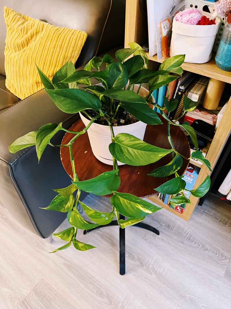 A pothos plant with leaves trailing about a foot long.
